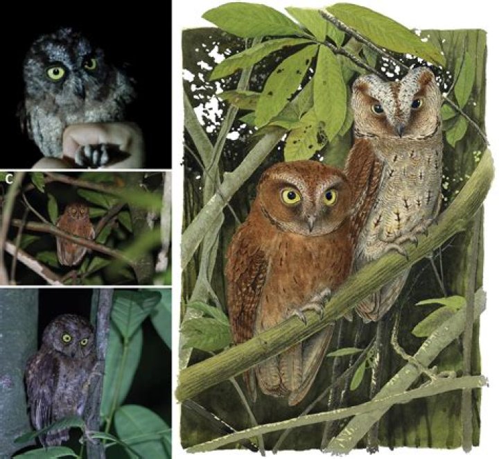 Discoveries And Insights Into African Ornithology